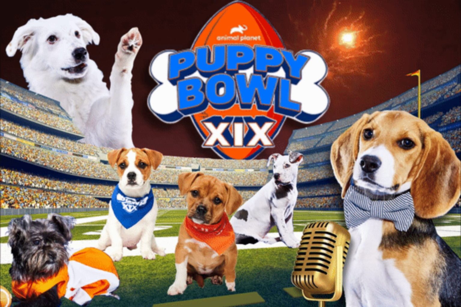 Puppy Bowl 2023 winner recap Team Fluff takes top dog with MVP Pickle